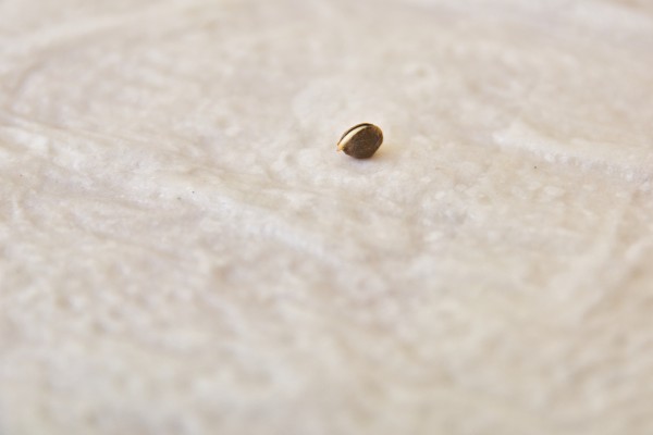 germinating-cannabis-seed-on-wet-paper-towel-2023-11-27-05-13-32-utc